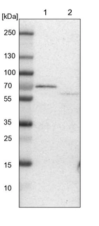 Lane 1: NIH-3T3 cell lysate (Mouse embryonic fibroblast cells)_br/_Lane 2: NBT-II cell lysate (Rat Wistar bladder tumour cells)