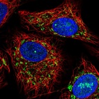 Immunofluorescent staining of human cell line A549 shows localization to nucleus, nucleoli & mitochondria.