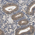 Immunohistochemical staining of human endometrium shows moderate cytoplasmic positivity in glandular cells.