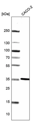 Western blot analysis in human cell line CACO-2.