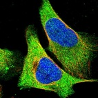 Immunofluorescent staining of human cell line U-2 OS shows localization to plasma membrane & cytosol.