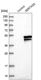 Western blot analysis in control (vector only transfected HEK293T lysate) and SERTAD2 over-expression lysate (Co-expressed with a C-terminal myc-DDK tag (~3.1 kDa) in mammalian HEK293T cells, LY415053).