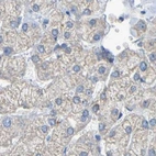 Immunohistochemical staining of human liver using Anti-SERPINB5 antibody HPA019025.