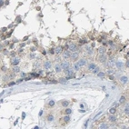 Immunohistochemical staining of human testis using Anti-SERPINB5 antibody HPA019025.