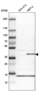 Western blot analysis in mouse cell line NIH-3T3 and rat cell line NBT-II.