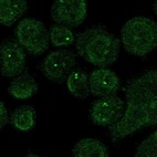 Anti-CHN2 Antibody