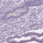 Immunohistochemical staining of human endometrium shows low expression as expected.
