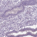 Immunohistochemical staining of human endometrium shows low expression as expected.