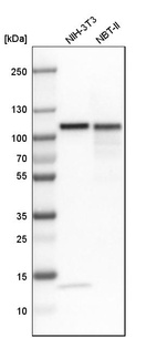 Western blot analysis in mouse cell line NIH-3T3 and rat cell line NBT-II.
