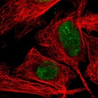 Immunofluorescent staining of human cell line U-2 OS shows localization to nucleus & nucleoli fibrillar center.