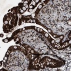 Immunohistochemical staining of human gastrointestinal shows strong nuclear and cytoplasmic positivity in glandular cells.