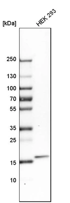 Western blot analysis in human cell line HEK 293.