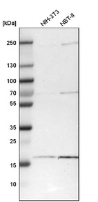Western blot analysis in mouse cell line NIH-3T3 and rat cell line NBT-II.
