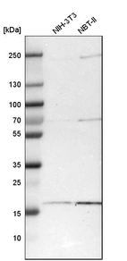 Western blot analysis in mouse cell line NIH-3T3 and rat cell line NBT-II.