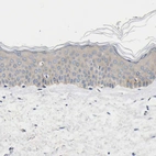 Immunohistochemical staining of human skin shows weak cytoplasmic positivity in squamous epithelial cells.