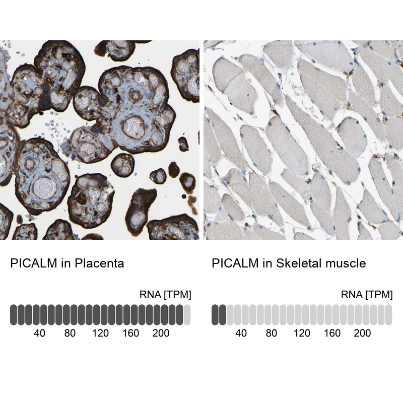 Anti-PICALM Antibody