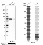 Western blot analysis in human cell lines Caco-2 and PC-3 using Anti-PICALM antibody. Corresponding PICALM RNA-seq data are presented for the same cell lines. Loading control: Anti-COX4I1.