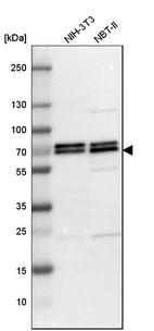 Western blot analysis in mouse cell line NIH-3T3 and rat cell line NBT-II.