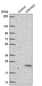 Western blot analysis in control (vector only transfected HEK293T lysate) and CDKN2C over-expression lysate (Co-expressed with a C-terminal myc-DDK tag (~3.1 kDa) in mammalian HEK293T cells, LY420041).