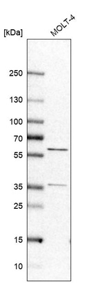 Western blot analysis in human cell line MOLT-4.