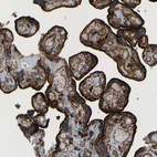 Immunohistochemical staining of human placenta shows strong membranous and cytoplasmic positivity in trophoblastic cells.
