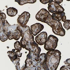 Immunohistochemical staining of human placenta shows strong membranous and cytoplasmic positivity in trophoblastic cells.