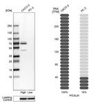 Western blot analysis in human cell lines Caco-2 and PC-3 using Anti-PICALM antibody. Corresponding PICALM RNA-seq data are presented for the same cell lines. Loading control: Anti-HSP90B1.