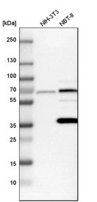 Western blot analysis in mouse cell line NIH-3T3 and rat cell line NBT-II.