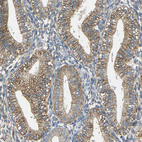 Immunohistochemical staining of human endometrium shows moderate cytoplasmic/membranous positivity in glandular cells.