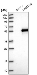 Western blot analysis in control (vector only transfected HEK293T lysate) and TWISTNB over-expression lysate (Co-expressed with a C-terminal myc-DDK tag (~3.1 kDa) in mammalian HEK293T cells, LY424120).