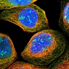 Immunofluorescent staining of human cell line A-431 shows localization to nucleus, nucleoli fibrillar center & microtubules.