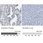 Anti-SLC45A3 Antibody