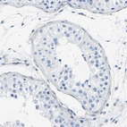 Immunohistochemical staining of human testis shows no positivity in cells in seminiferous ducts as expected.