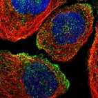 Immunofluorescent staining of human cell line A-431 shows localization to vesicles.