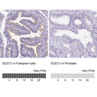 Anti-DLEC1 Antibody