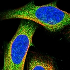 Immunofluorescent staining of human cell line U-2 OS shows positivity in cytoplasm.
