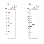 Western blot analysis using Anti-CAPG antibody HPA019080 (A) shows similar pattern to independent antibody HPA019092 (B).