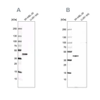 Western blot analysis using Anti-CAPG antibody HPA019080 (A) shows similar pattern to independent antibody HPA019092 (B).