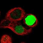Immunofluorescent staining of human cell line A-431 shows localization to nucleus.