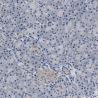 Immunohistochemical staining of human pancreas shows very weak granular ctyoplasmic positivity in islets of Langerhans.