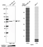 Western blot analysis in human cell lines SK-MEL-30 and MCF-7 using Anti-PDP1 antibody. Corresponding PDP1 RNA-seq data are presented for the same cell lines. Loading control: Anti-PFN1.