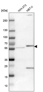 Western blot analysis in mouse cell line NIH-3T3 and rat cell line NBT-II.