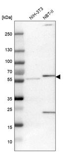 Western blot analysis in mouse cell line NIH-3T3 and rat cell line NBT-II.