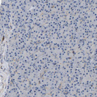 Immunohistochemical staining of human pancreas shows no positivity in exocrine glandular cells as expected.