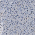Immunohistochemical staining of human pancreas shows no positivity in exocrine glandular cells as expected.