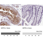 Anti-MPP6 Antibody