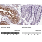 Anti-MPP6 Antibody