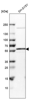 Western blot analysis in human cell line SH-SY5Y.