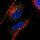 Immunofluorescent staining of human cell line U-251 MG shows localization to centrosome.