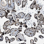 Immunohistochemical staining of human placenta shows strong positivity in nuclear membrane in trophoblastic cells.